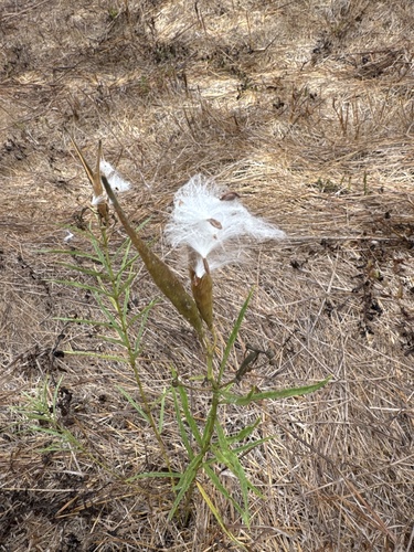 narrowleaf milkweed
