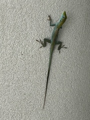 Anolis conspersus