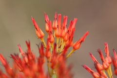 Haemodorum coccineum