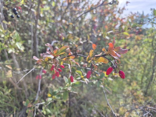 European barberry