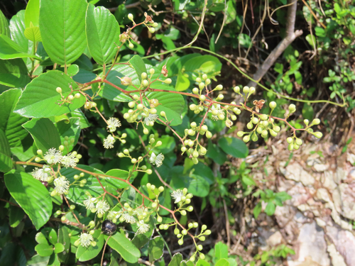Tetracera sarmentosa observed 2026-10-01