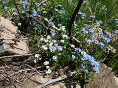 Myosotis sylvatica