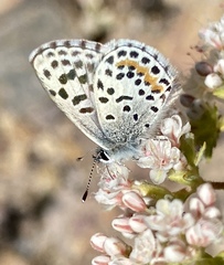 Euphilotes bernardino