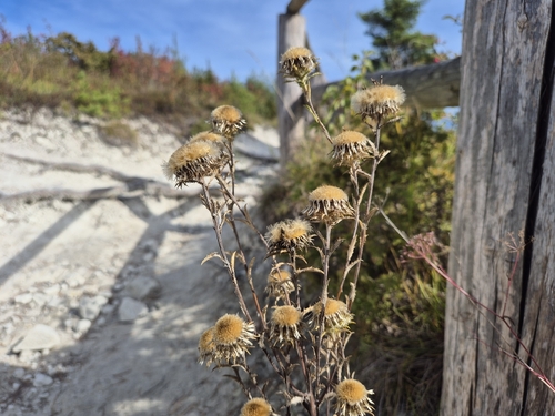 Bieberstein's thistle