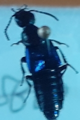 Philonthus caeruleipennis