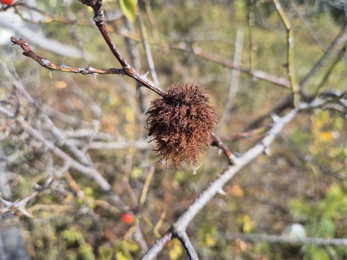Mossy Rose Gall Wasp