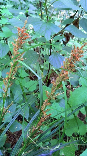 Carex baccans observed 2026-10-01