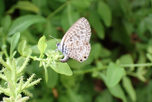 Lang's Short-tailed Blue