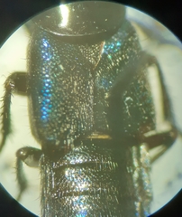 Philonthus caeruleipennis