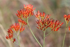 Haemodorum coccineum