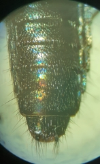Philonthus caeruleipennis