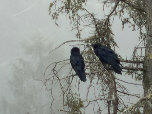 Common Raven