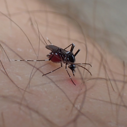 Asian Tiger Mosquito