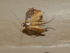 Arrade leucocosmalis