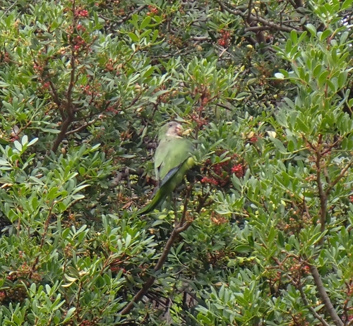 Monk Parakeet