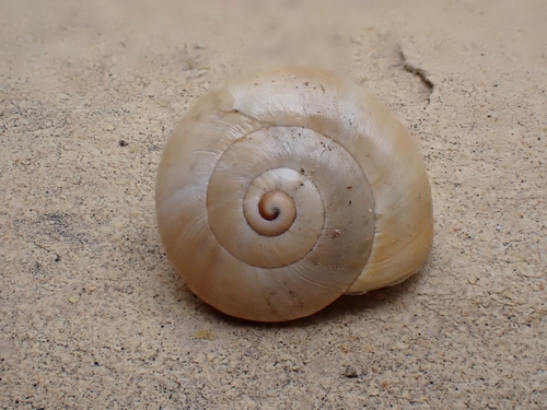 White Italian Snail