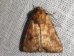 Atypha pulmonaris