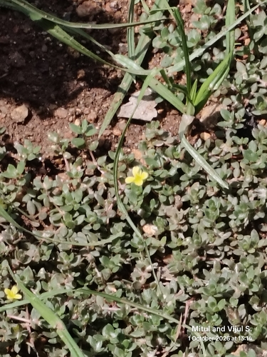 Portulaca quadrifida observed 2026-10-01