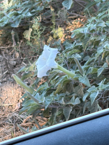 Sacred Datura
