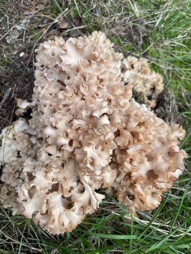 Cauliflower Fungus