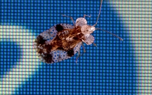 Pear Lace Bug