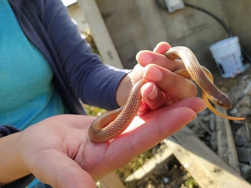 Mosauer’s Ground Snake
