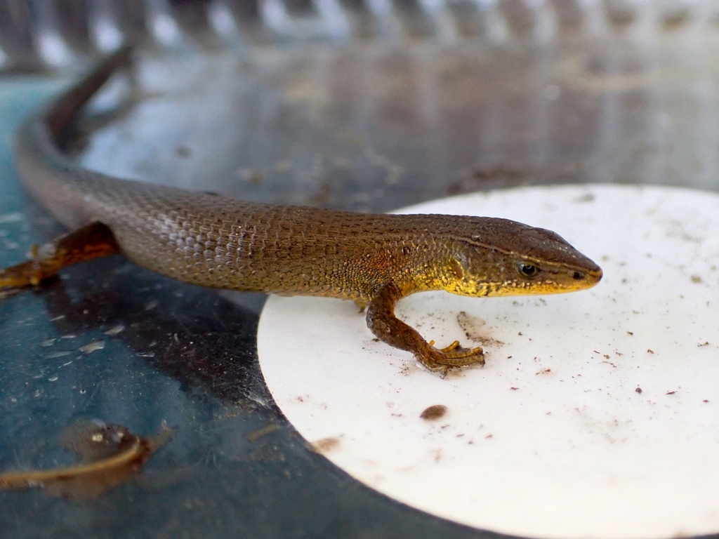 Parker's Pholiodobolus