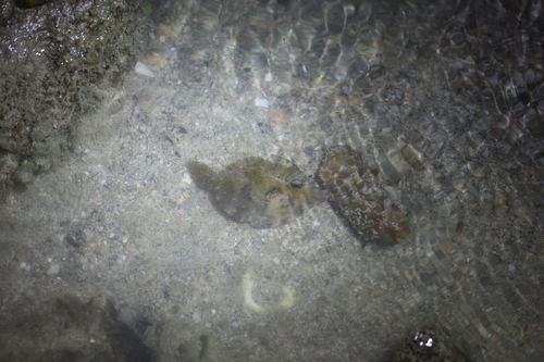 Acreichthys tomentosus observed 2026-10-01
