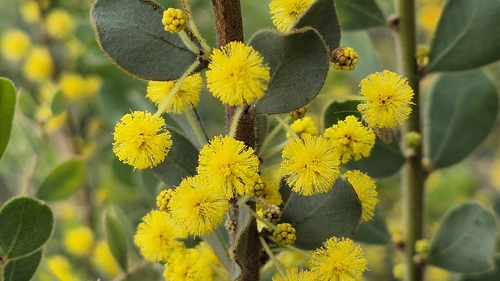 Acacia brachybotrya observed 2026-09-30