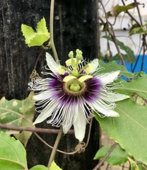 Passiflora edulis flavicarpa
