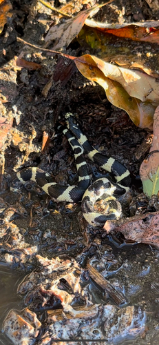 California King Snake