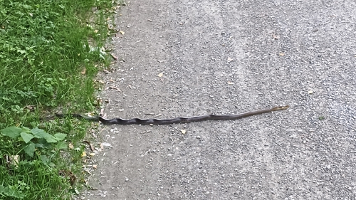 Aesculapian Snake