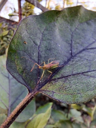 Leafhopper Assassin Bug