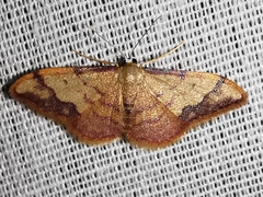 Idaea ostrinaria