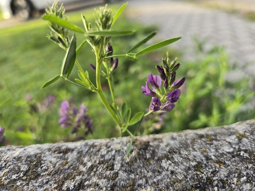 Alfalfa