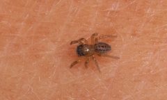 Euophrys frontalis