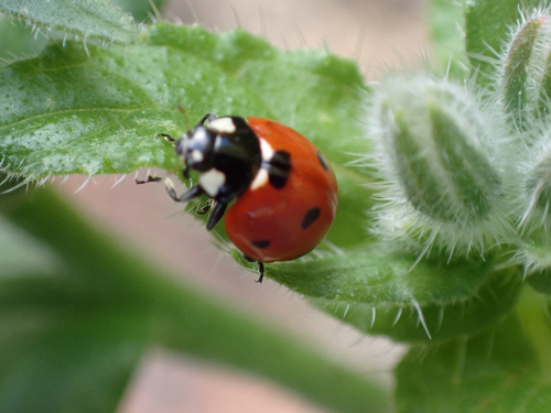 Seven-spotted Lady Beetle