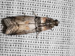 Sciota rhenella