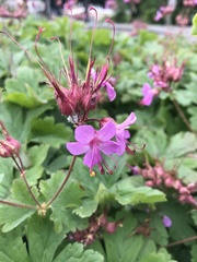 Geranium × cantabrigiense