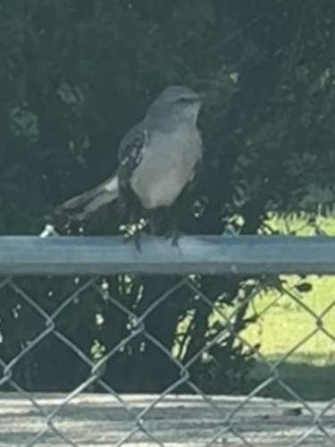 Northern Mockingbird