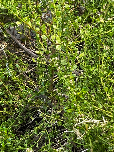 coyote brush