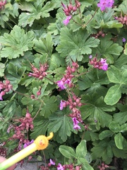 Geranium × cantabrigiense