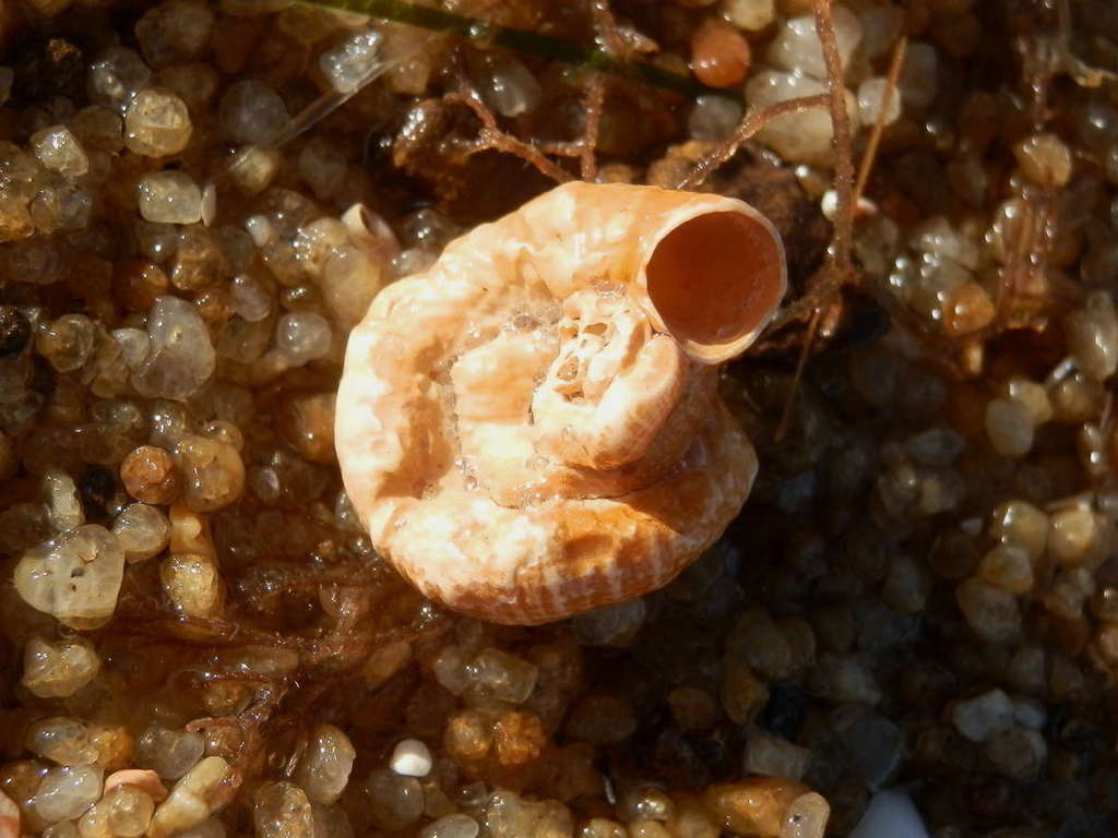 Common Worm-shell