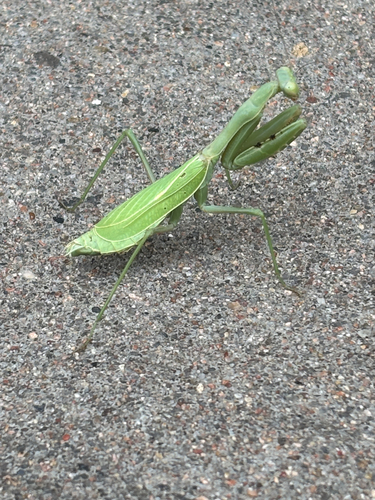 Arizona Mantis