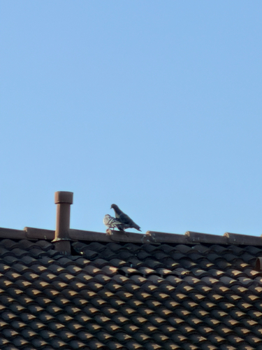 Rock Pigeon