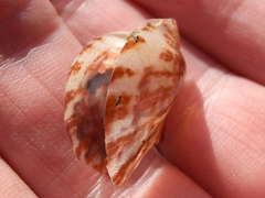 Electroma papilionacea