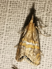 Euchromius bella