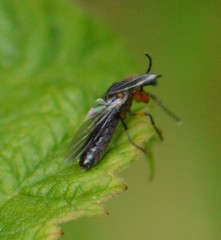Dilophus strigilatus