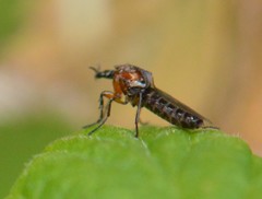 Dilophus strigilatus