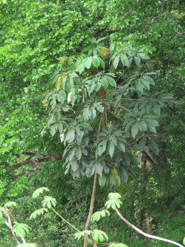 Didymopanax morototoni, 2026-09-17